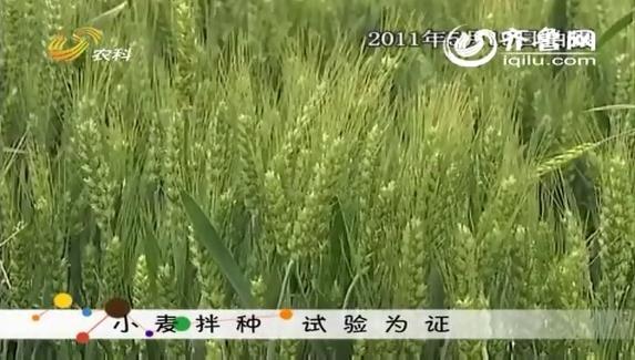 è½æ»å©åå°éº¦æç§